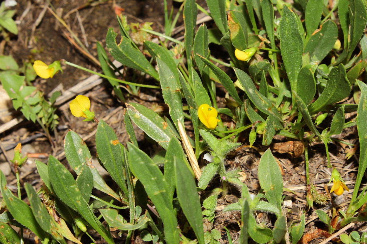 Scorpiurus subvillosus � da confermare